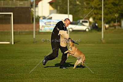 Lugh de l'origine de faucon rouge