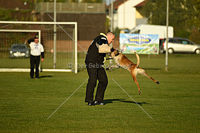 Lugh de l'origine de faucon rouge