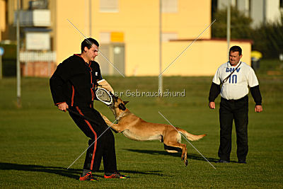 Lugh de l'origine de faucon rouge