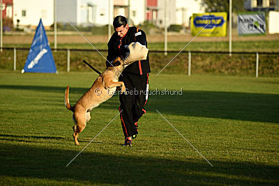 Lugh de l'origine de faucon rouge