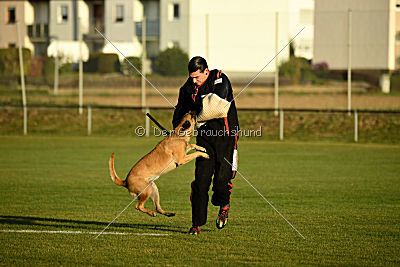 Lugh de l'origine de faucon rouge