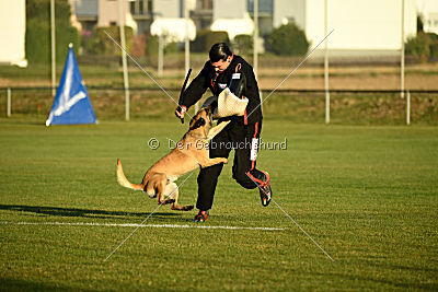 Lugh de l'origine de faucon rouge