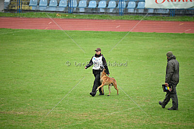 Maddox vom Blauen Mistral