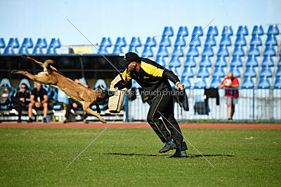 Mamba Tore's Working Dogs