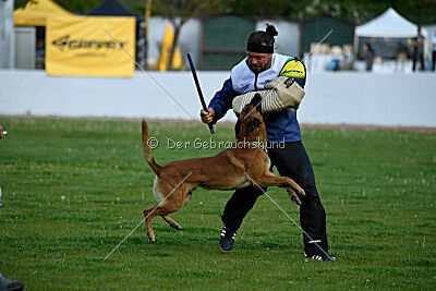 Mambo des Pas des Betes