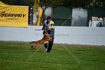 Mambo des Pas des Betes