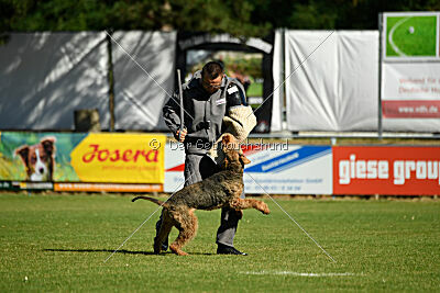 Manni-Möhre von Thekla