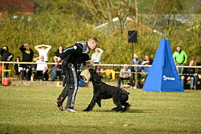 Marcus Mauritius Goldest Danubius