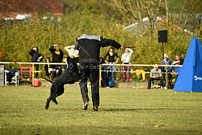 Marcus Mauritius Goldest Danubius