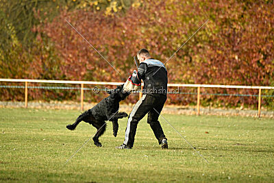 Marcus Mauritius Goldest Danubius