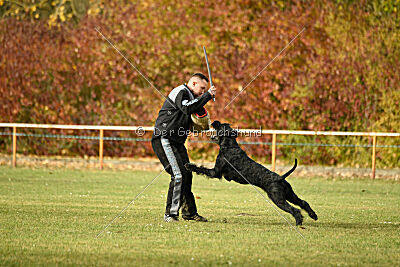 Marcus Mauritius Goldest Danubius