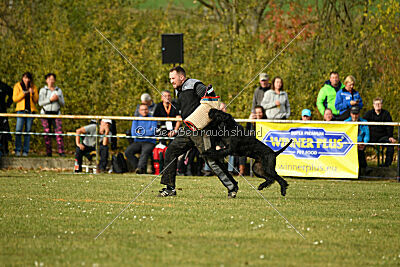 Marcus Mauritius Goldest Danubius