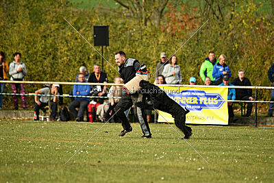 Marcus Mauritius Goldest Danubius