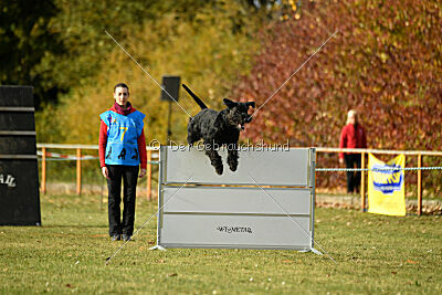 Marcus Mauritius Goldest Danubius