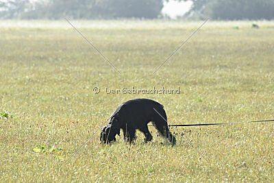 Marilyn Monroe von der Waffenstadt Suhl