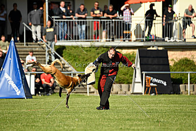 Marron du Mont St.Aubert