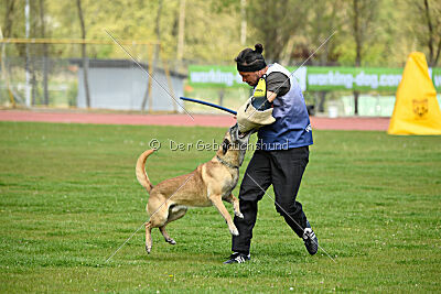 Matrix de Solare's Venezuela