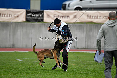 Max Arrow Injami