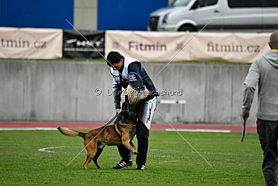 Max Arrow Injami