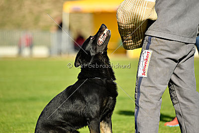 Max vom Waldhäuser Schloß
