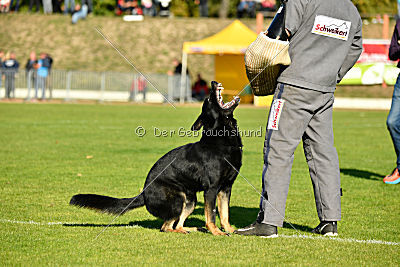 Max vom Waldhäuser Schloß