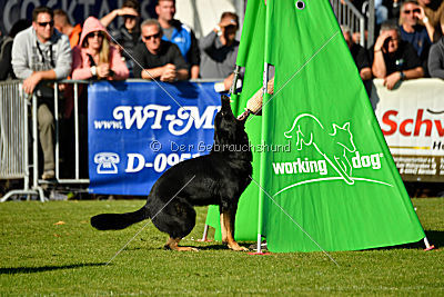 Max vom Waldhäuser Schloß