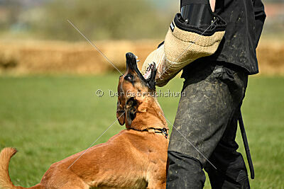 Max vom blauen Mistral