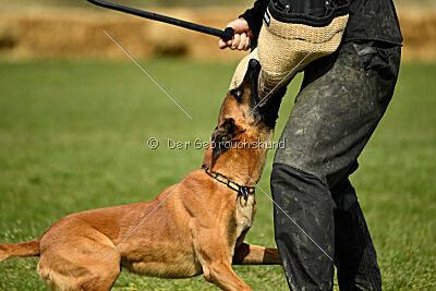 Max vom blauen Mistral