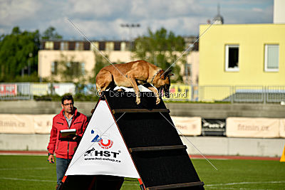Mecberger Lassie