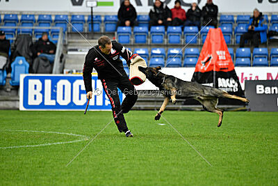 Meïko des Orckis de l'Adret