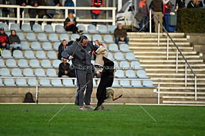 Mika vom Siebenbannstein