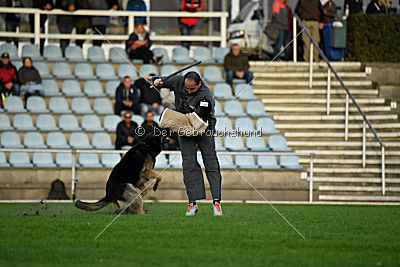 Mika vom Siebenbannstein