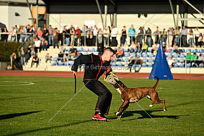 Mikai vom Hollermorgen