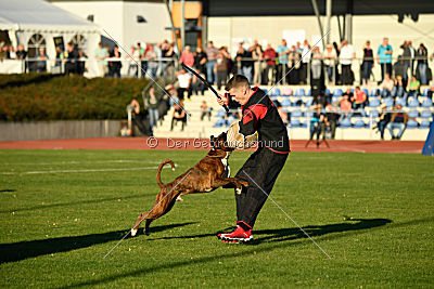 Mikai vom Hollermorgen