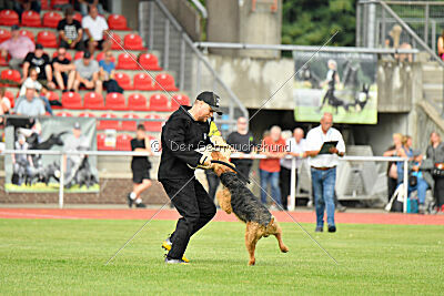 Milan Tringensteiner Schelderwald