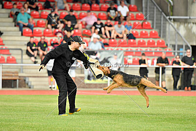 Milan Tringensteiner Schelderwald