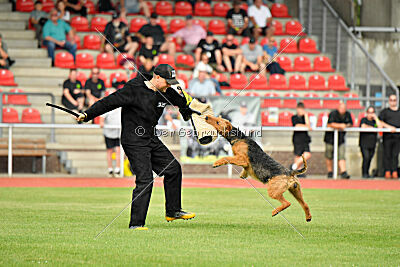 Milan Tringensteiner Schelderwald