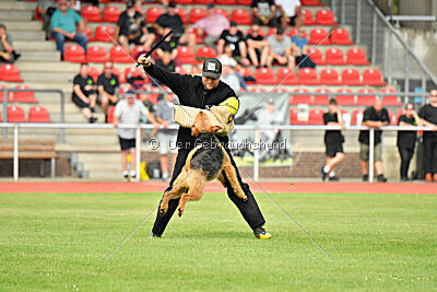 Milan Tringensteiner Schelderwald