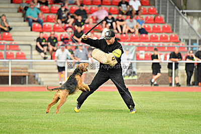 Milan Tringensteiner Schelderwald