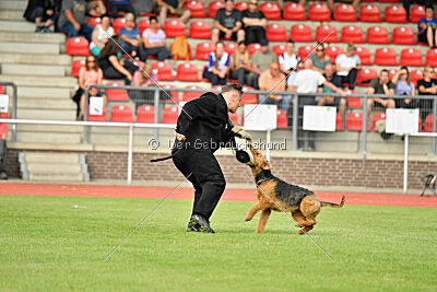 Milan Tringensteiner Schelderwald