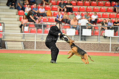 Milan Tringensteiner Schelderwald