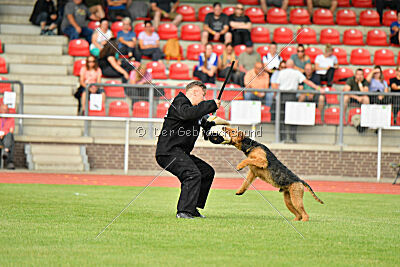 Milan Tringensteiner Schelderwald