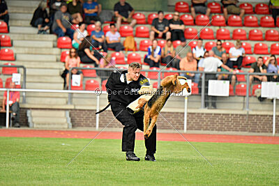 Milan Tringensteiner Schelderwald