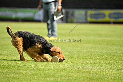 Milan Tringensteiner Schelderwald