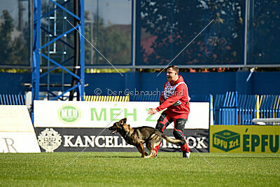 Molinaridogs Johnny