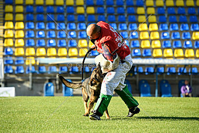 Molinaridogs Johnny