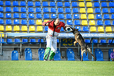 Molinaridogs Johnny