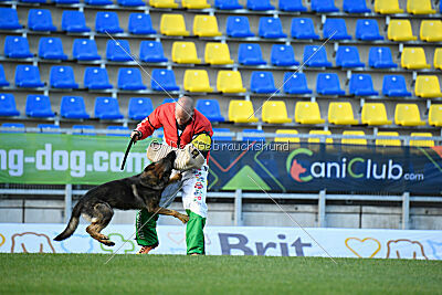 Molinaridogs Johnny