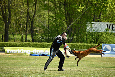 MonAmie Phoebe von den brennenden Herzen
