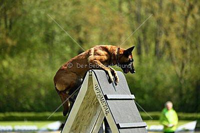 MonAmie Phoebe von den brennenden Herzen